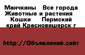 Манчкины - Все города Животные и растения » Кошки   . Пермский край,Красновишерск г.